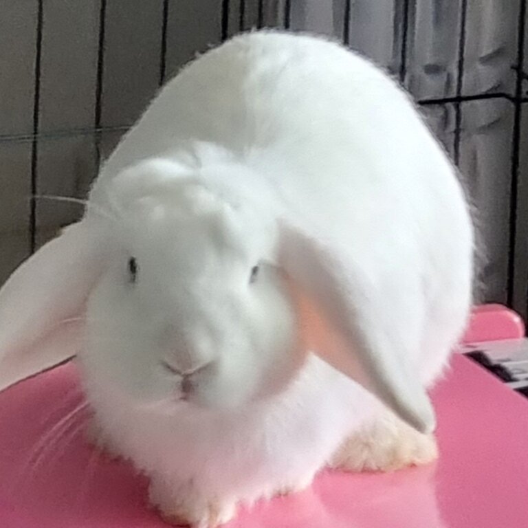 White Netherland Dwarf Rabbit