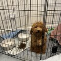 Red toy poodle -1