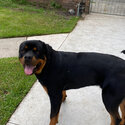 Purebred Rottweiler needs new home-2