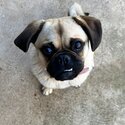 Fawn pug-3