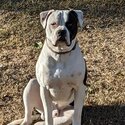 American bulldog -2