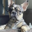 Black &amp; Tan Merle French Bulldog-4