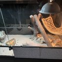 Bearded Dragon with entire set up-2