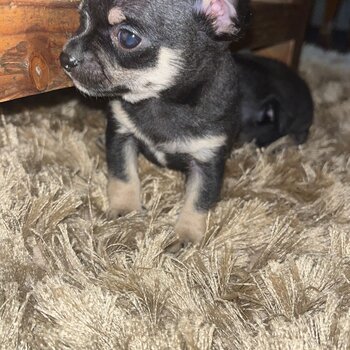 Chihuahua Puppy for sale 