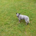 Cattle dog female -3