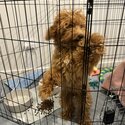 Red toy poodle -2