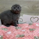 Four Grey Scottish Fold Kittens For Sale-1