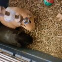 2 Guinea Pigs + Full Set Up-2