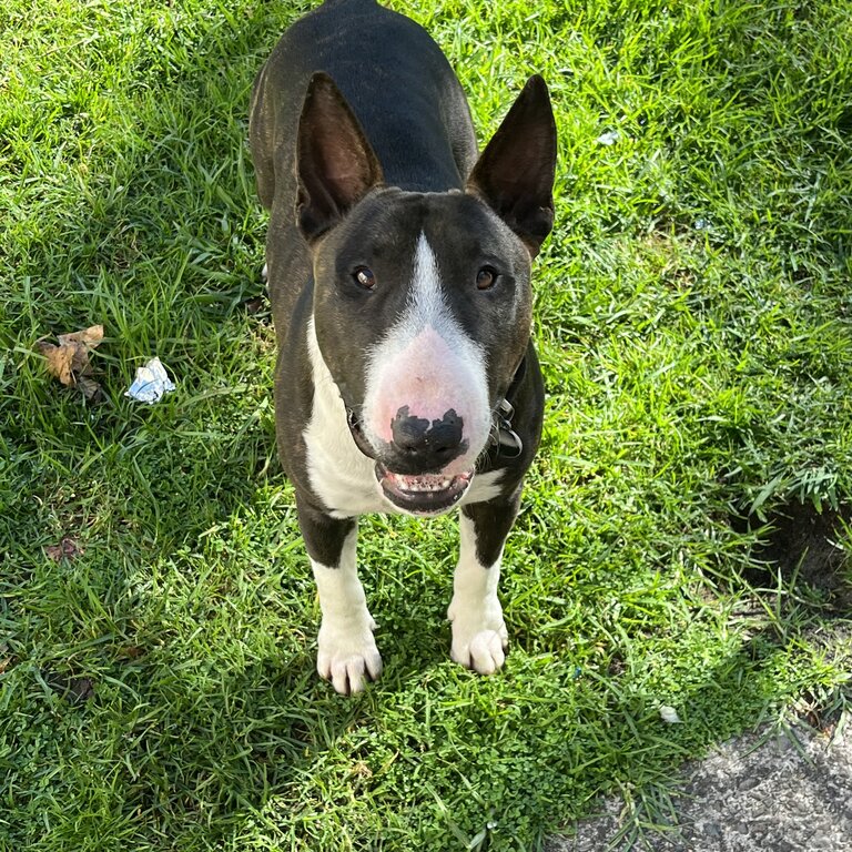 PUREBRED BULL TERRIER 