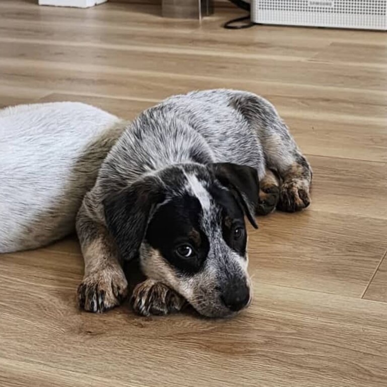 PURE BLUE HEELER PUPPIES