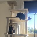 2 Beautiful Black Male cats-1