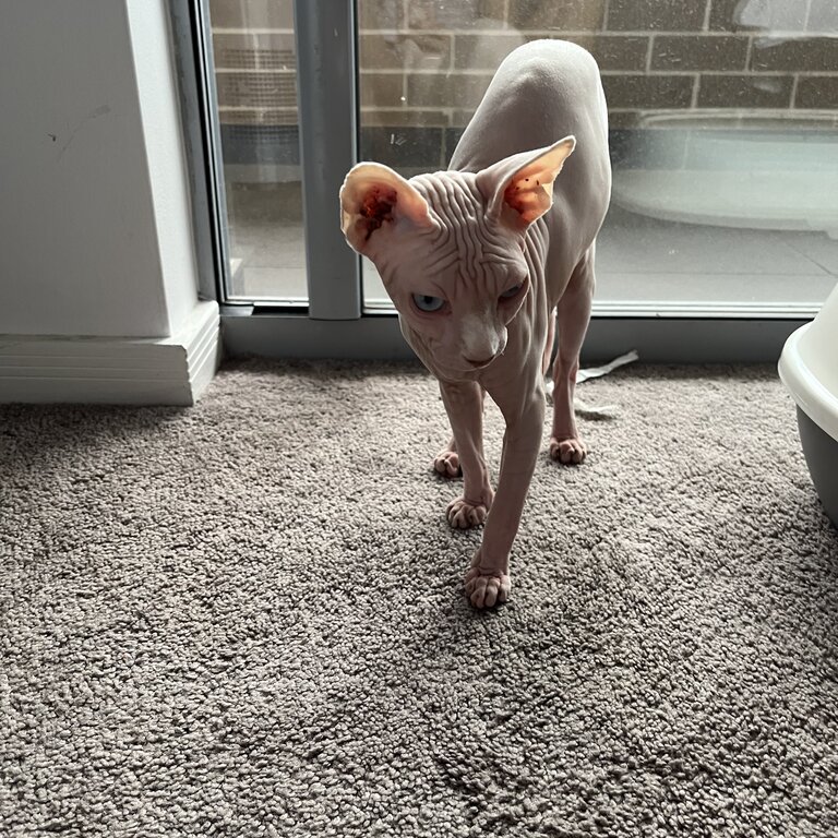 White female sphynx for sale 