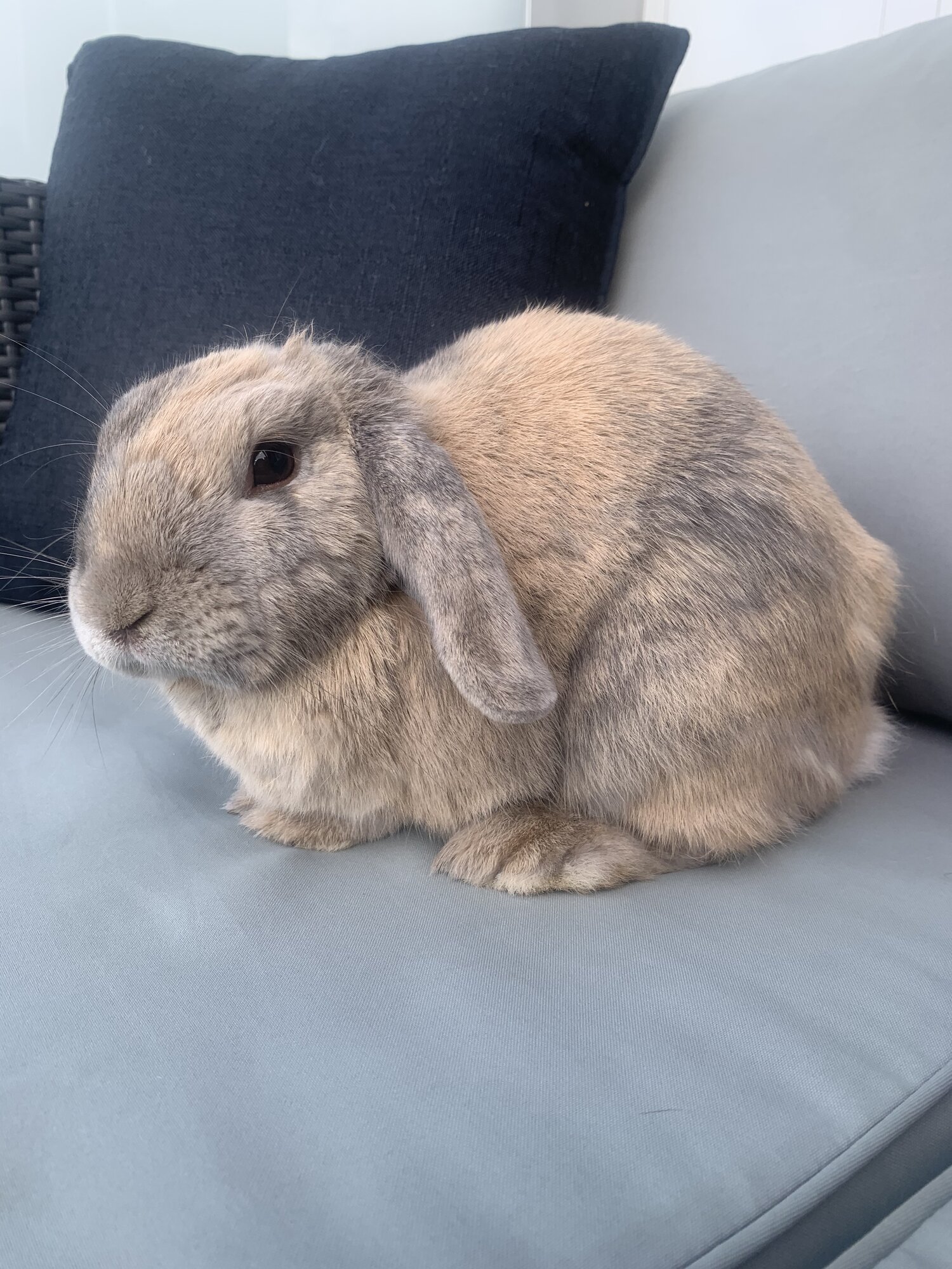 Rabbit needing new home