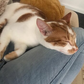 Gorgeous, friendly ginger and white tabby