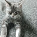  MAINE COON KITTENS AVAILABLE TO LEAVE NOW!!-0