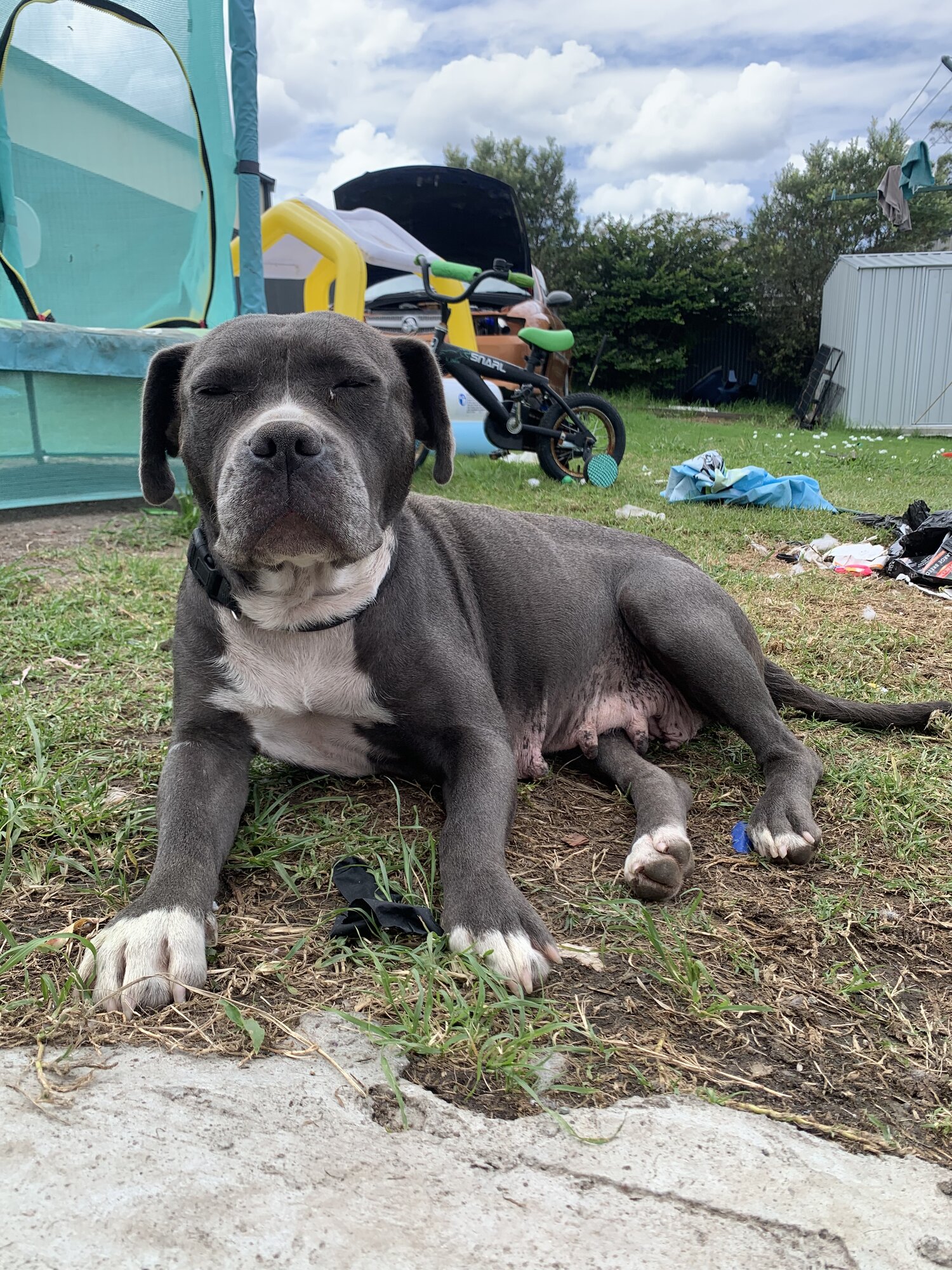 Gorgeous Neo Mastiff x English Staffy Puppies