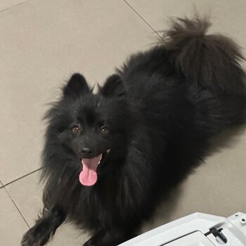 Black Pomeranian Dog