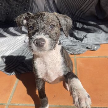 10wk old STAFFY X WIRED HAIR TERRIER puppies for adoption