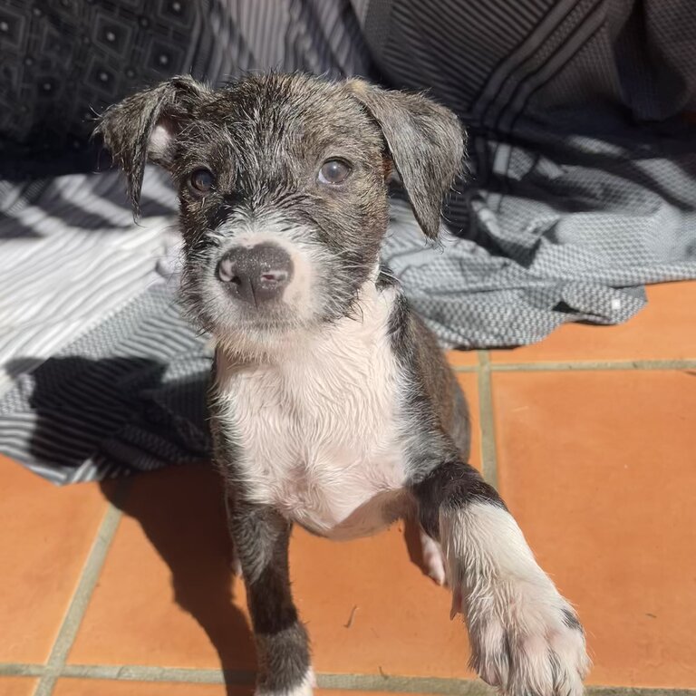 10wk old STAFFY X WIRED HAIR TERRIER puppies for adoption