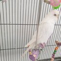 Budgies/ rainbow budgie/ white budgie/ Albino budgie/ clearwing budgie-1