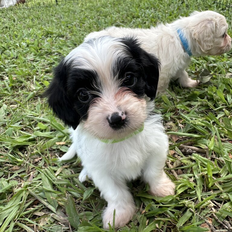 Ready to go! Cavoodle puppies