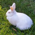 Meet Lola the white rabbit -1