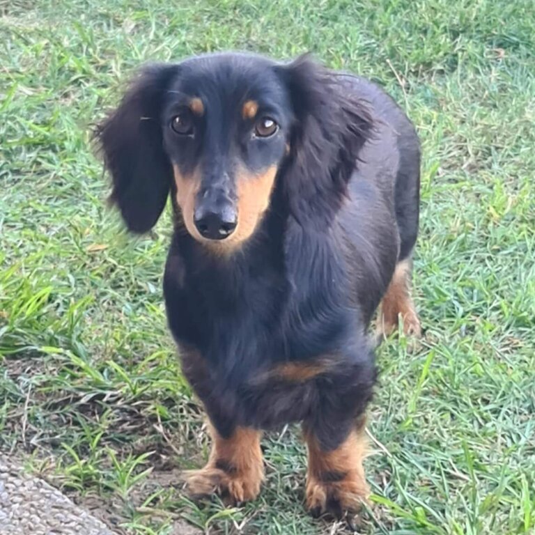 Lomg Haired minature Dachshund 