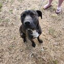 American staffie cross-2