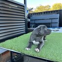 Blue nose pitbull puppies 8 weeks old -3