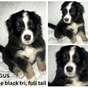 Australian Shepherd Purebred Puppies-5