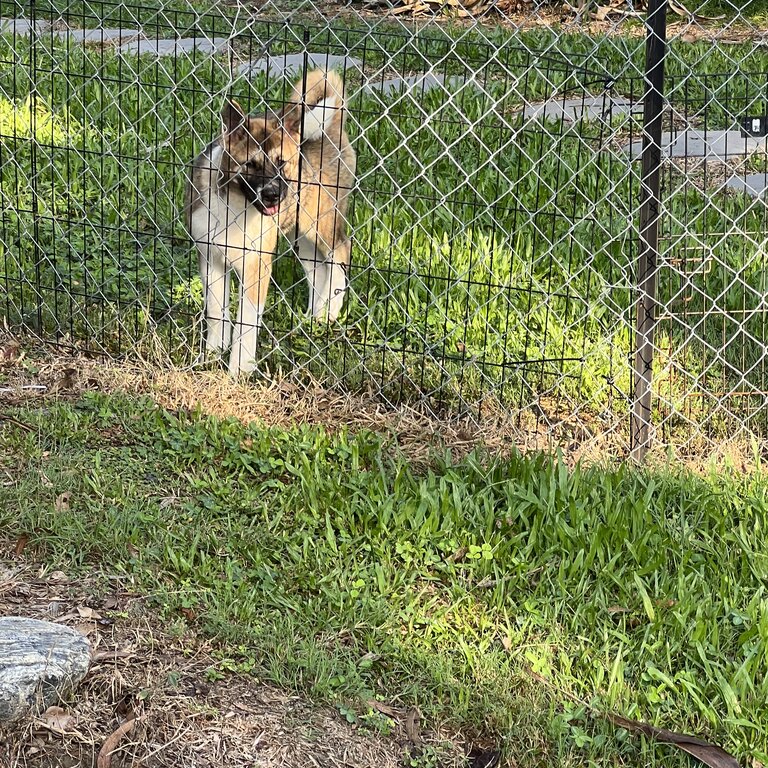 Akita Puppy 