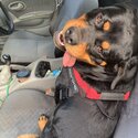 Pure German Rottweiler -4