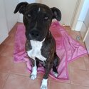 Social and Happy Staffy pup needing to be Rehomed-0