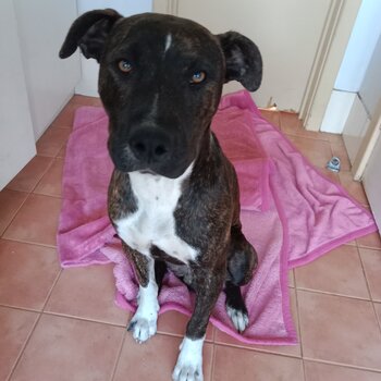 Social and Happy Staffy pup needing to be Rehomed