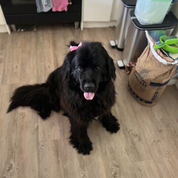 Newfoundland beautiful girl