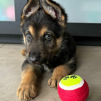 Gwrman Shepherd puppy