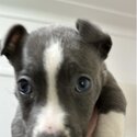 Blue Nose Pitbull-1