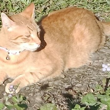 Friendly ginger cat 