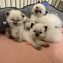 RAGDOLL KITTENS-2