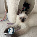 Ragdoll Kitten - Purebred Seal Point - Female-3