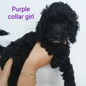 Spoodle puppies - second generation cocker spaniel X miniature poodle-1