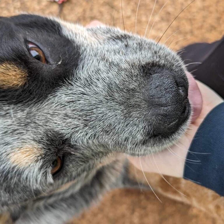 Blue Healer 