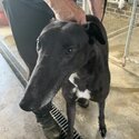 GREYHOUNDS LOOKING FOR A NEW HOME-1