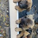 belgian malinois puppies -2