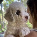 Sweet cavoodle puppies-4