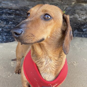 Purebred MiniatureDachshund 