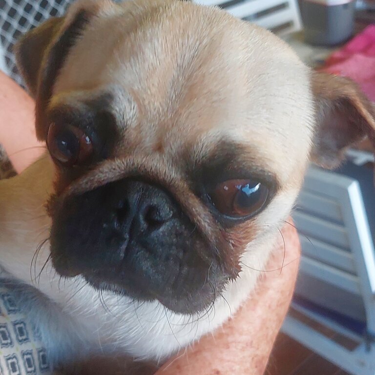 Pur bred female Pug 9 months old.