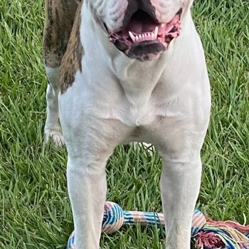 14m M AMERICAN BULLDOG