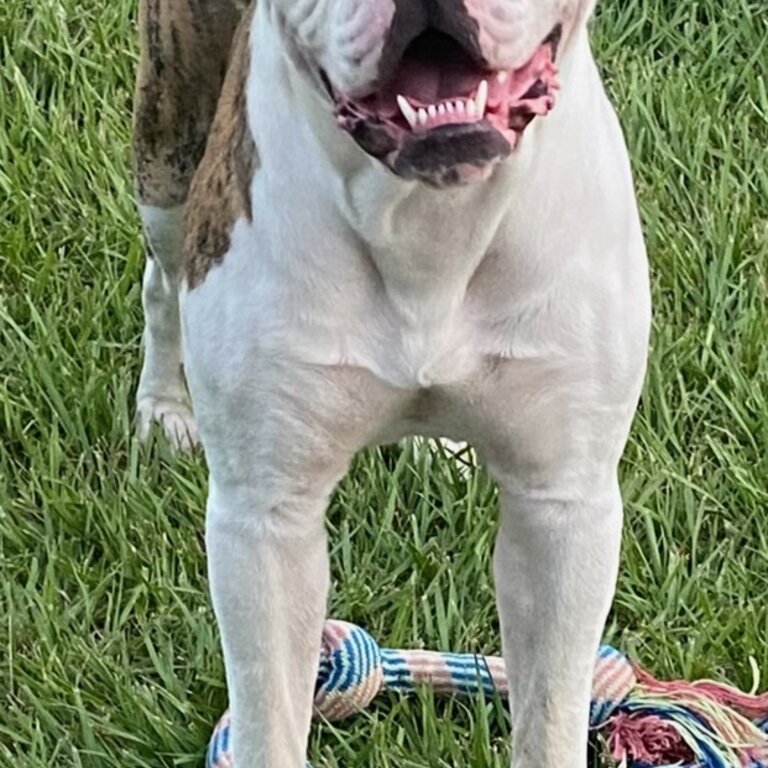 14m M AMERICAN BULLDOG