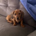 Mini Dachshund-2